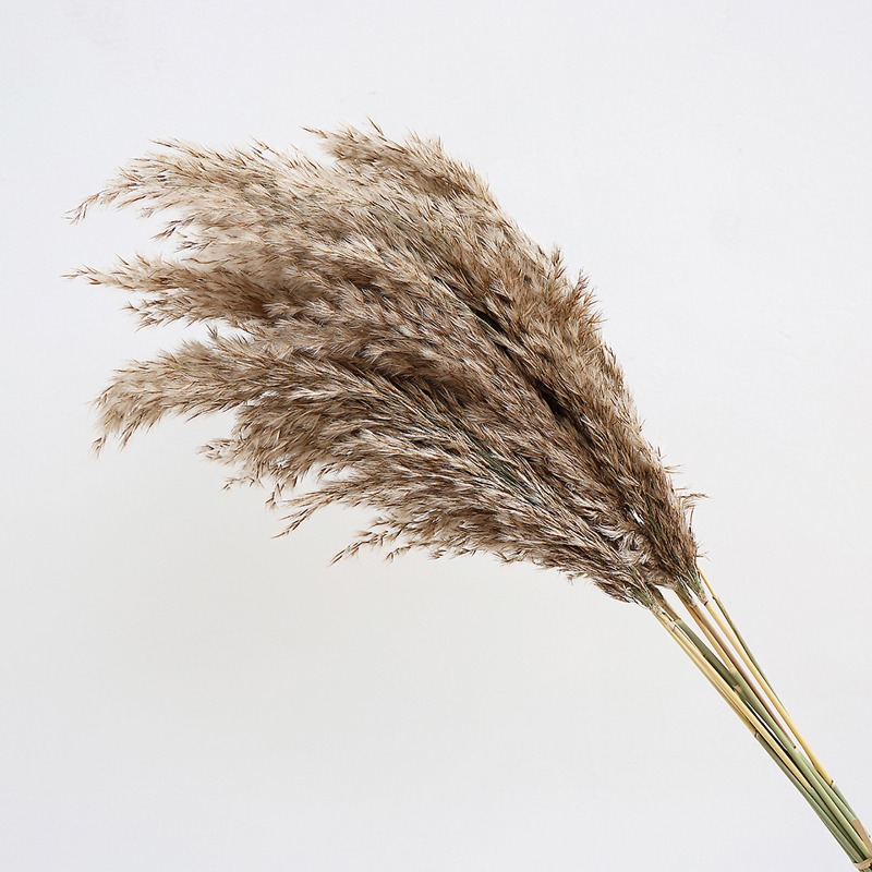 10 Pezzi di Erba della Pampa N - Pampas Grass Decor recensione e prezzo